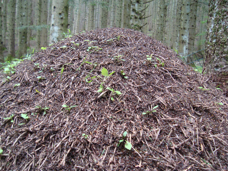 gal/2010/04 - Nel Parco delle foreste Casentinesi - 22 Maggio/04_lama_cancellino/5_acervo-di-formica-rufa_2.jpg